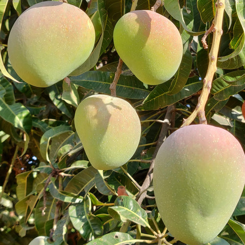 Alphonso [1 box = 3 kgs]