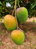 Alphonso [1 box = 3 kgs]