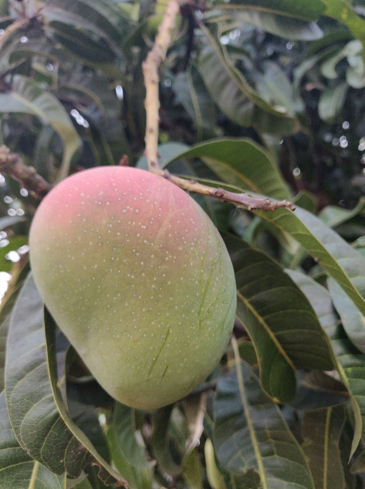 Karnataka Badami [1 box = 3 kgs]