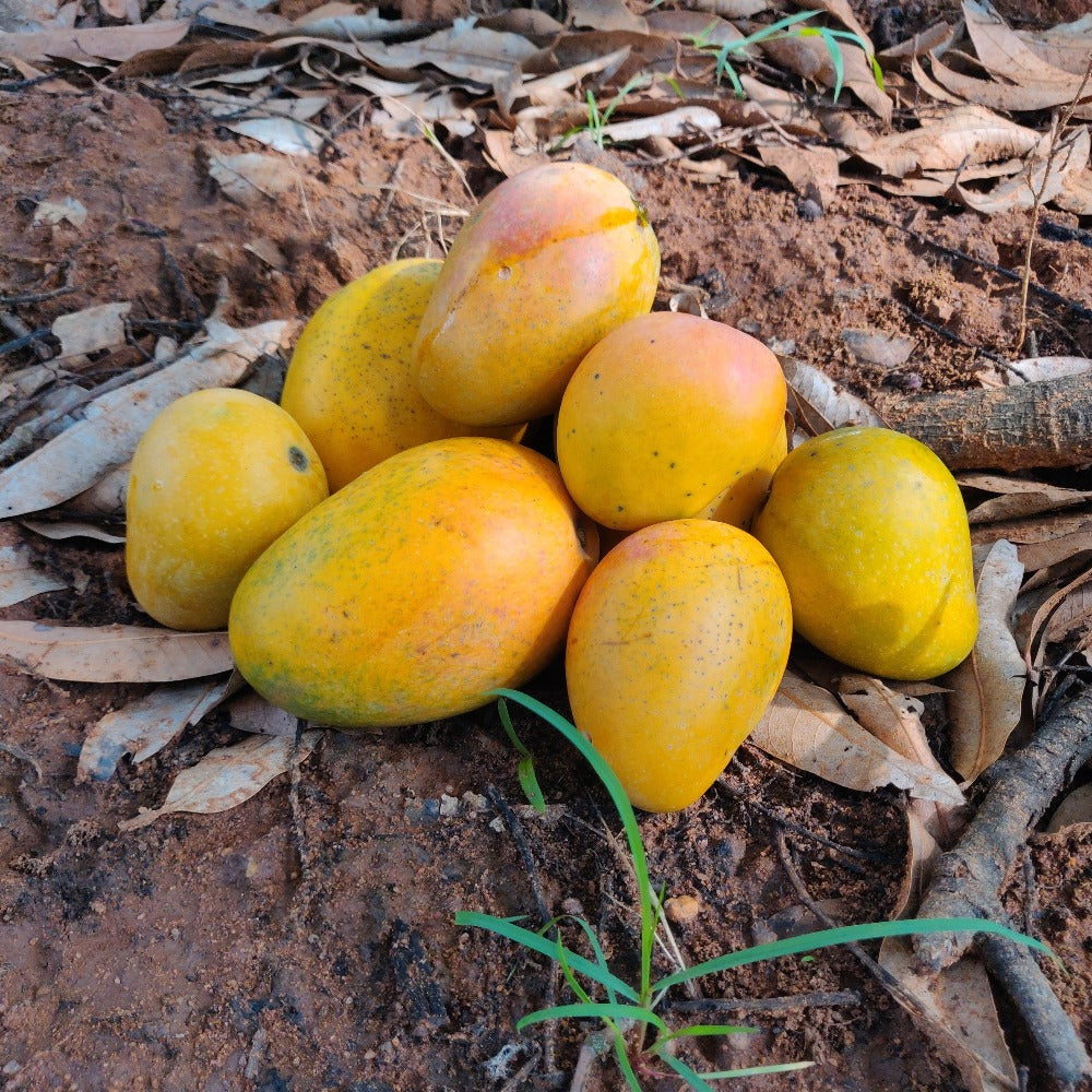 Karnataka Badami [1 box = 3 kgs]