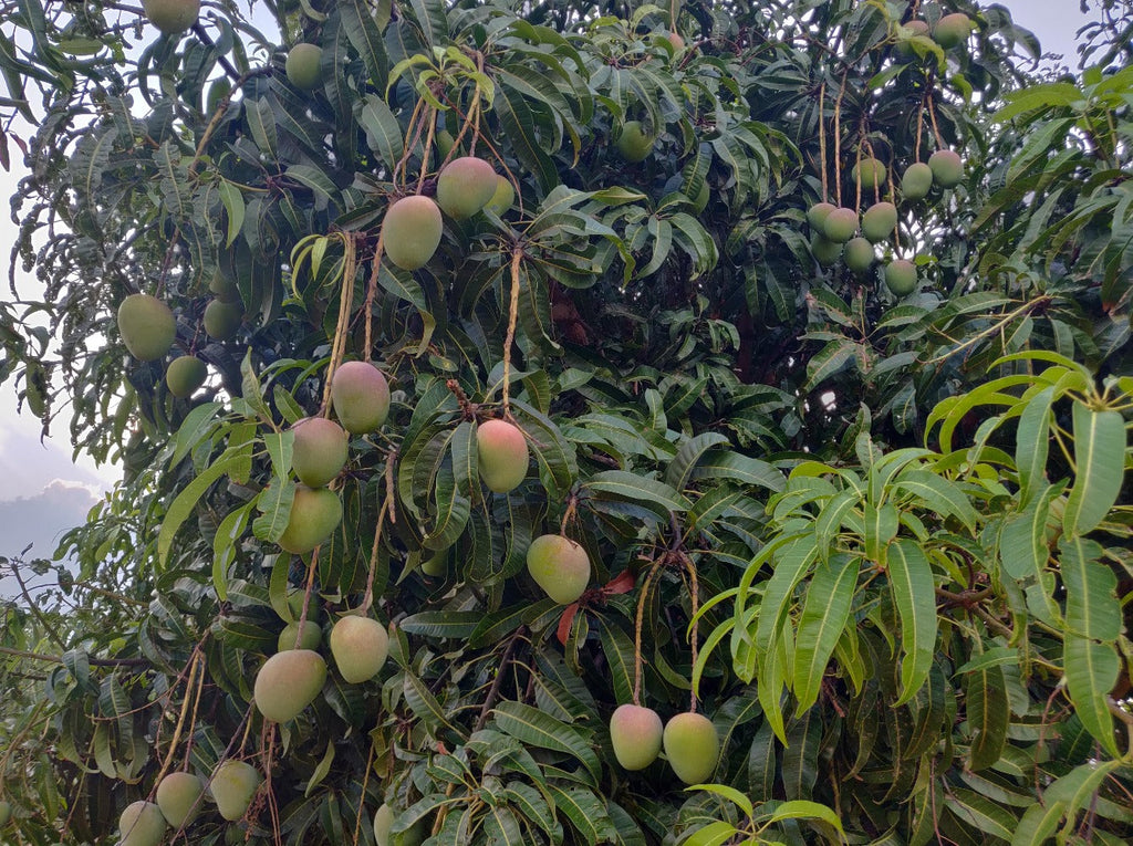 Karnataka Badami [1 box = 3 kgs]