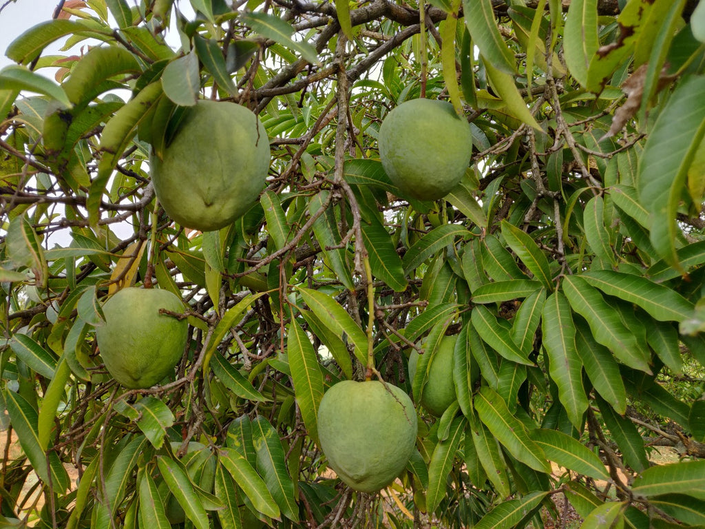 Mulgoba (Malgova) [1 box = 3 kgs]