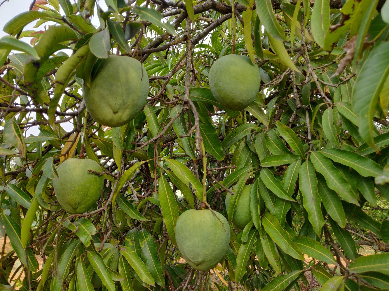 Mulgoba (Malgova) [1 box = 3 kgs]