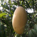 Mallika [1 box = 3 kgs]
