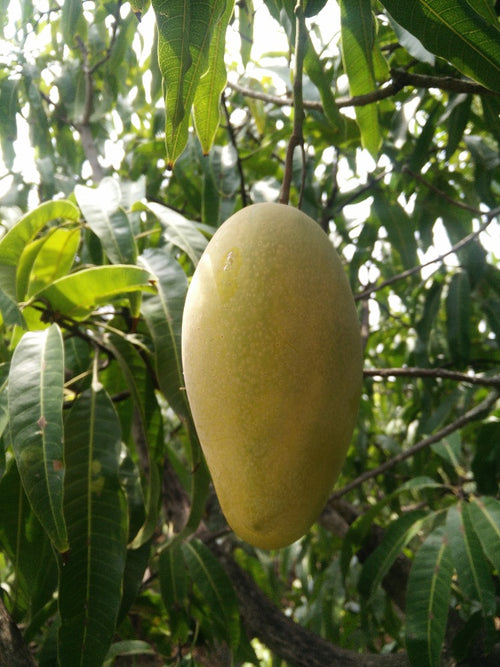 Mallika [1 box = 3 kgs]